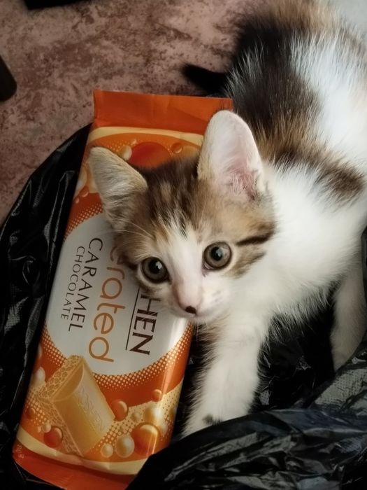 Отдам котенка девочка