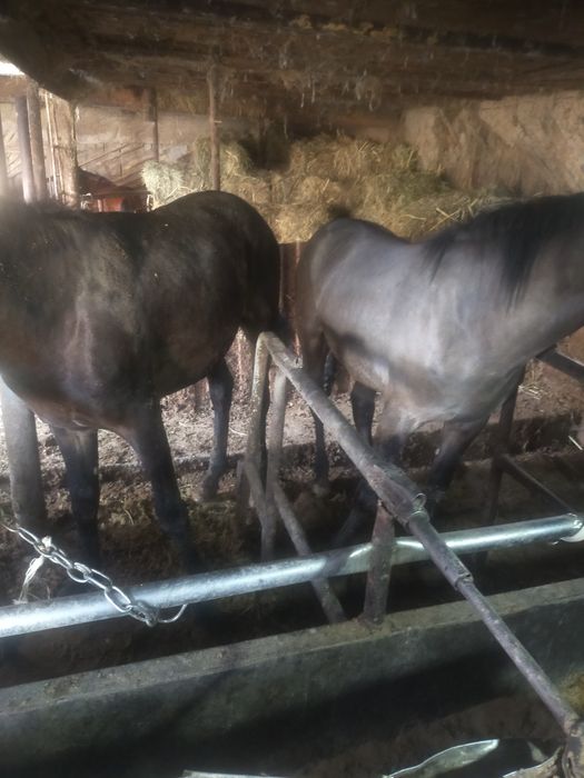 2 5 жасар байтал  кунандар сатлад