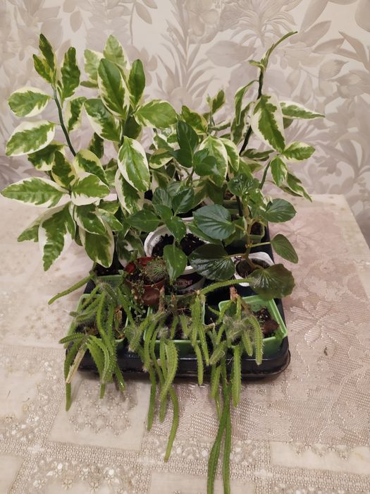 Продам ком. цветы выращенные дома.