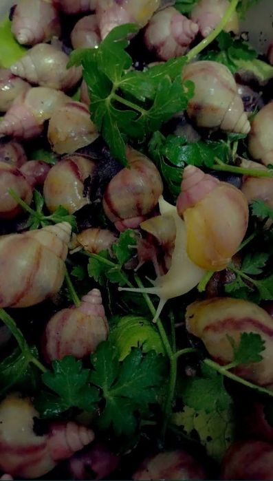 УЛИТКИ КОСМЕТИЧЕСКИЕ ахатины черноголовки ретекулята