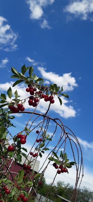 малина.смородина 3.0 за 1 кг.вишня ведро 4.0 .клубника