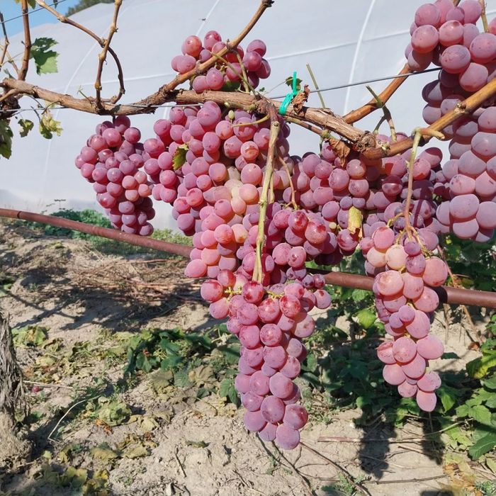 Butasi vita de vie !!!