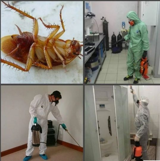 Дезинфекция от насикосых тараканов клопов крысы и другие