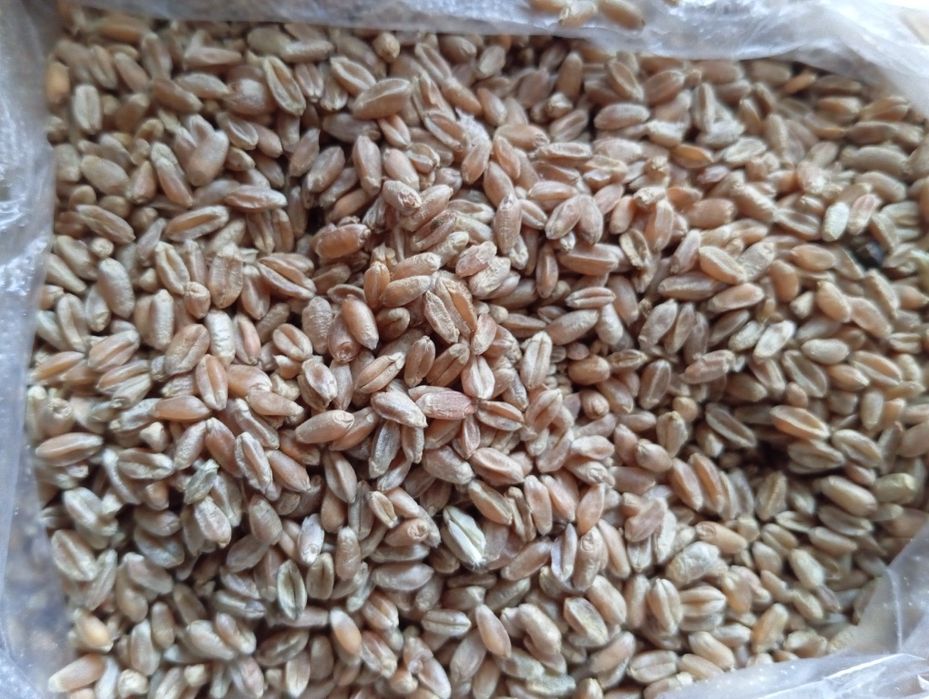 Продам зерно отходы. Находимся в Заречном.