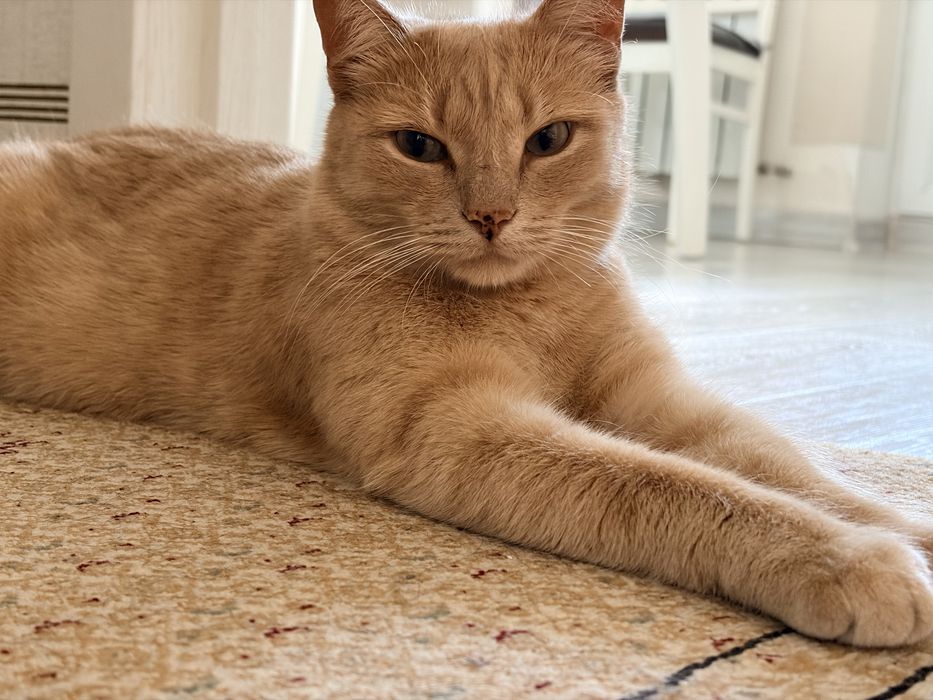 Рыжий Кот ищет дом