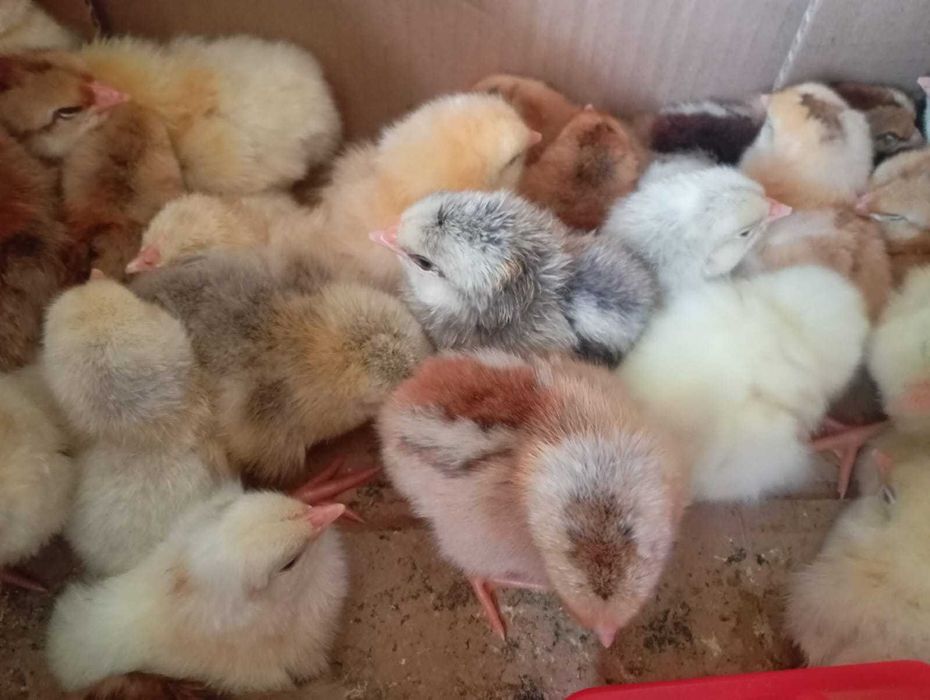 Продам суточных цыплят несушек