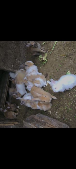 Iepuri de vânzare !