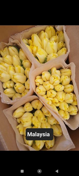 Продажа тюльпанов оптом и в розницу