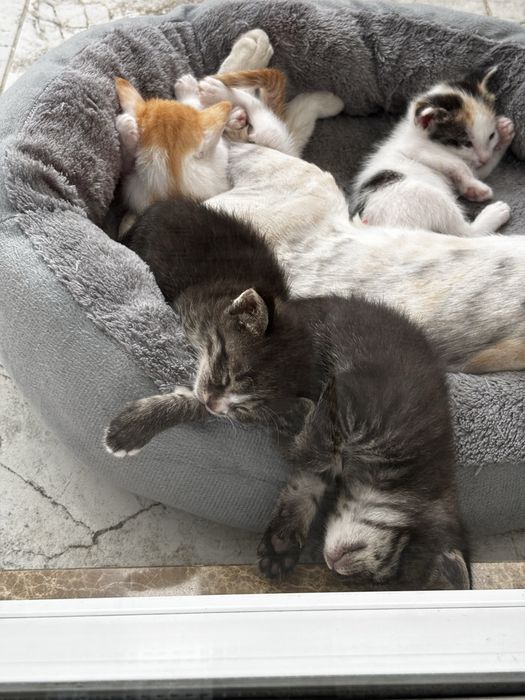 Котятки маленькие