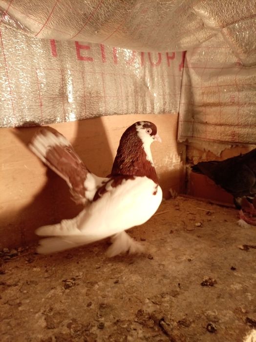 Голуби статные самцы