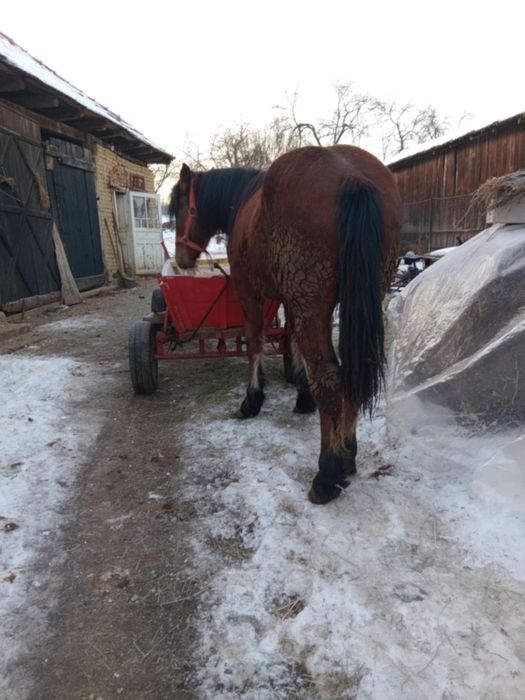 Manz de vânzare...sau schimb cu vaca sau vițea