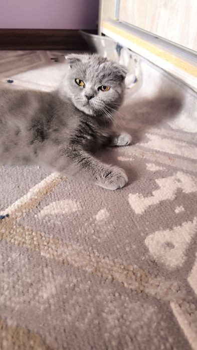 Mushukcha Mimi Scottish fold