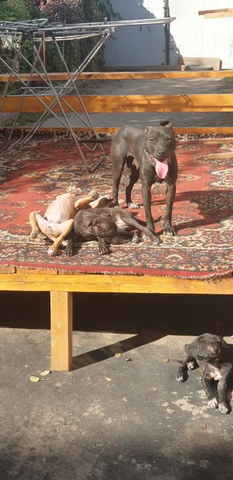 Продам щенка питбуля