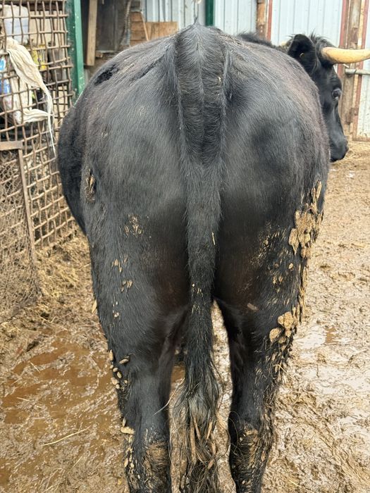 Бык, с откорма 2,2 года.