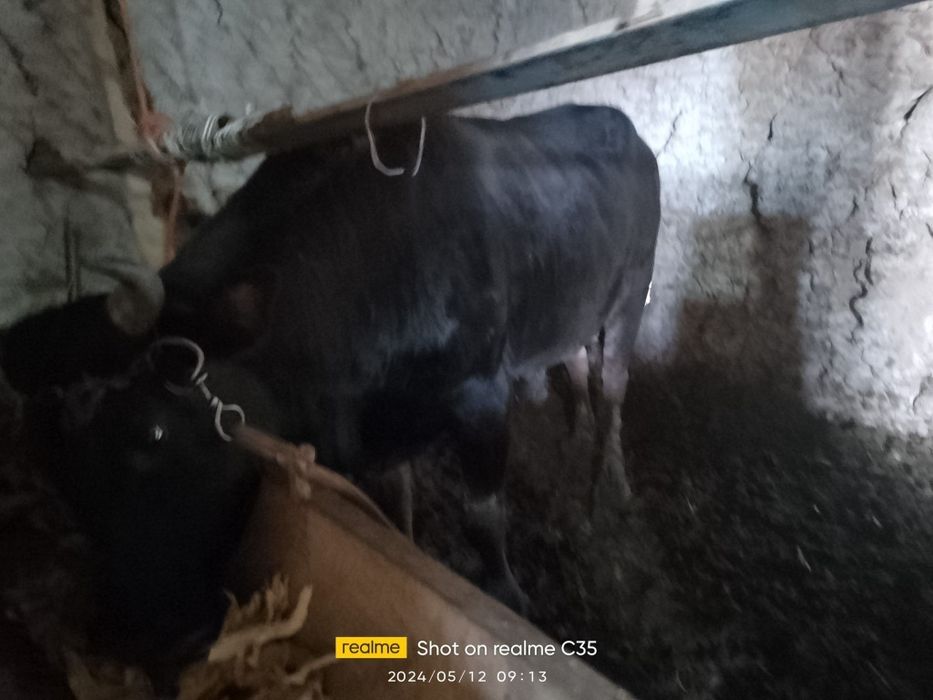 Чорва моллари сотилади тирик ва гўшт вазнида