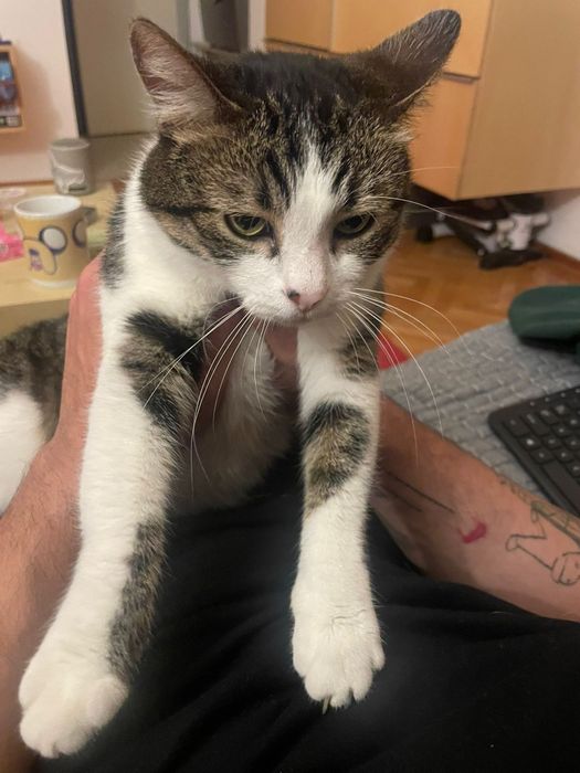 Masaj Terapeutic pentru PISICI