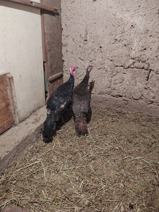 Kurka bitta erke bitta urgochi