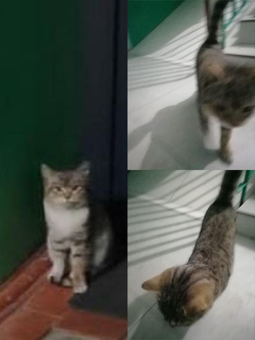 Кошка подросток.