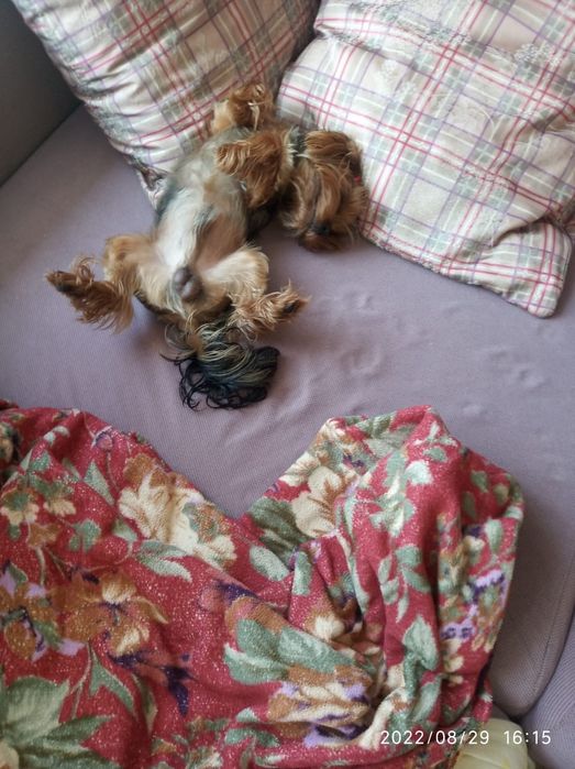 Вязка Йорк мини..