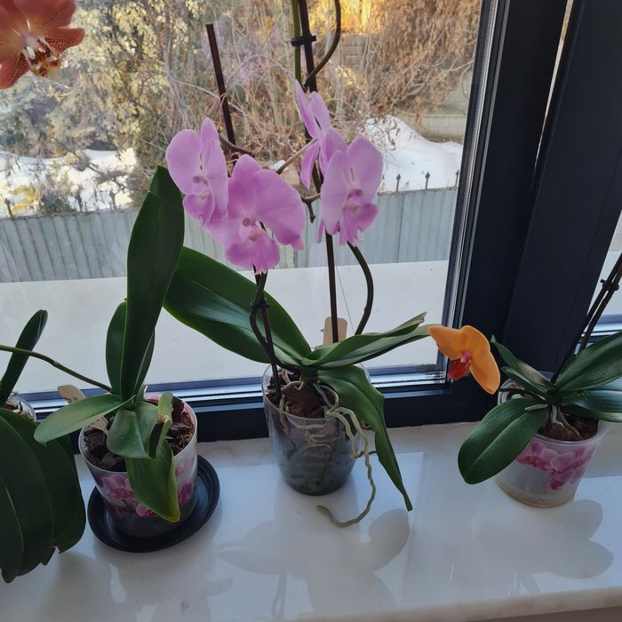 Продам коллекцию орхидей