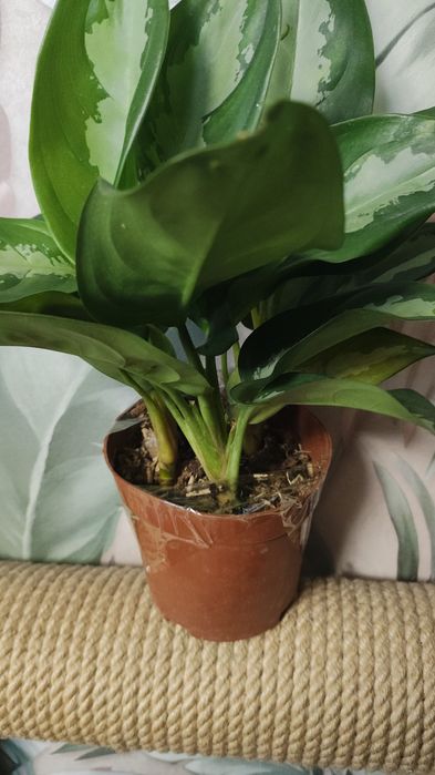 Комнатные растения