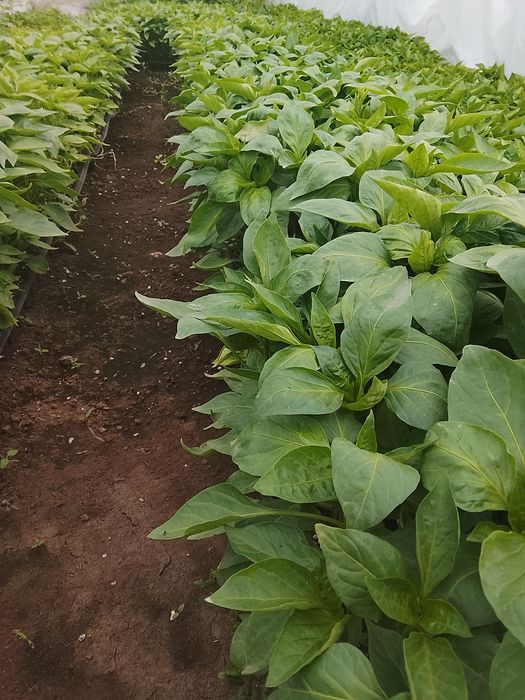 Răsaduri legume !!!