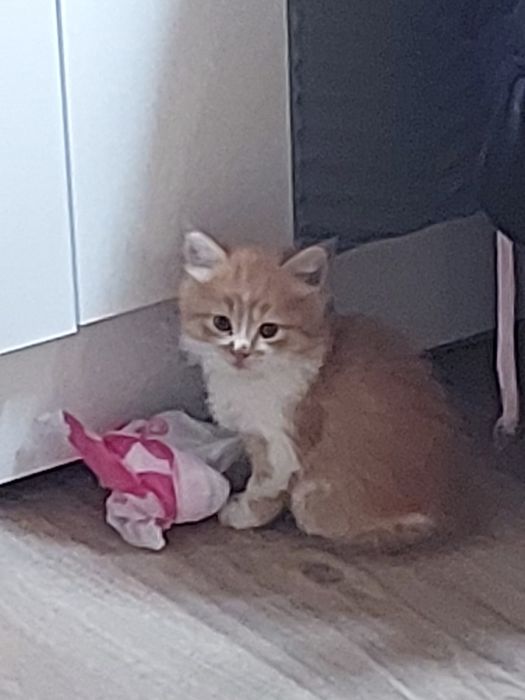 Отдаём котят в добрые руки