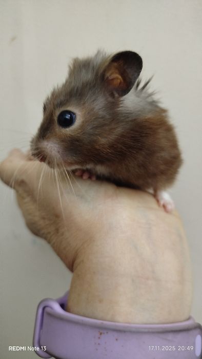 Хомячки ангорские