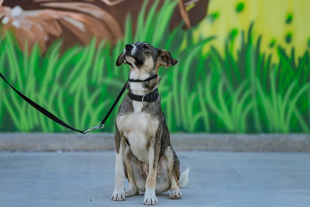 Собака (3 года) в добрые руки