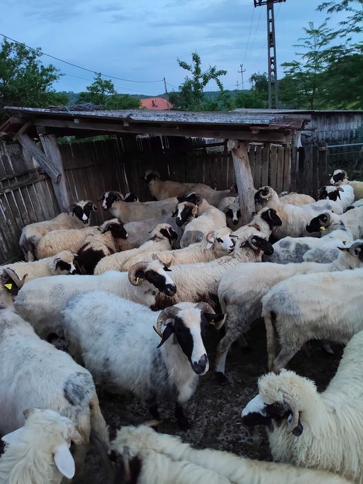 Oi și miei de vânzare breze