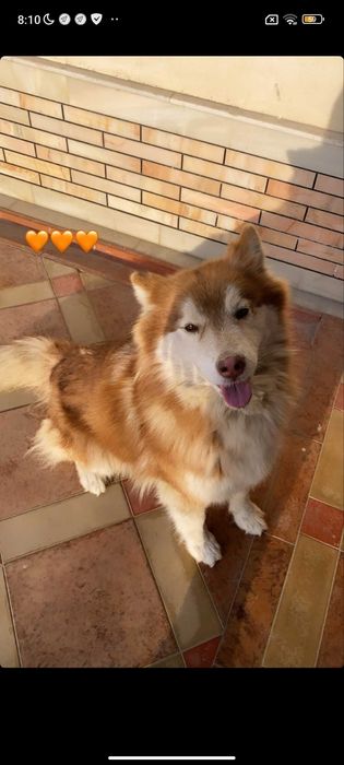 Аляскинский маламут  самка  щенки