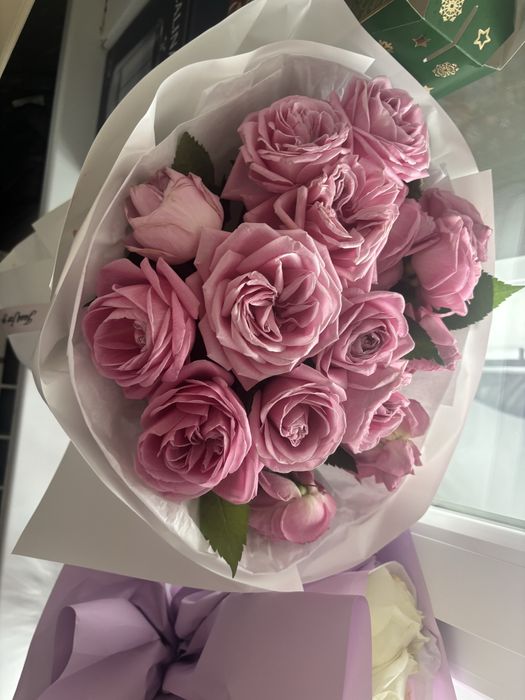 Цветы роза новые