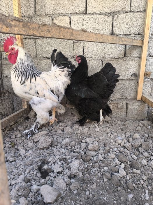 Tovuqlar sotiladi