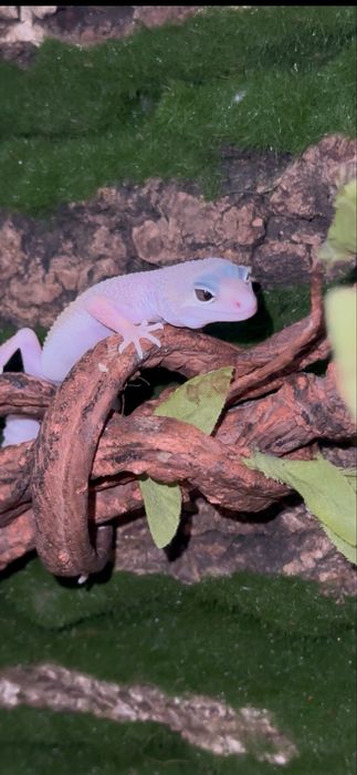 Малашь эублефар, мальчик