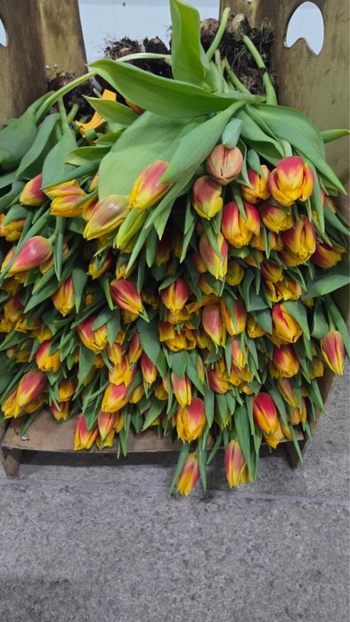 Тюльпаны оптом Астана