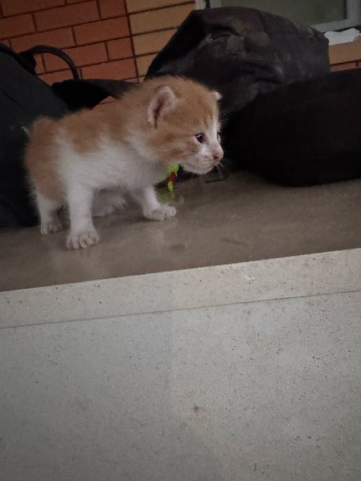 Отдам кошку котят в добрые руки