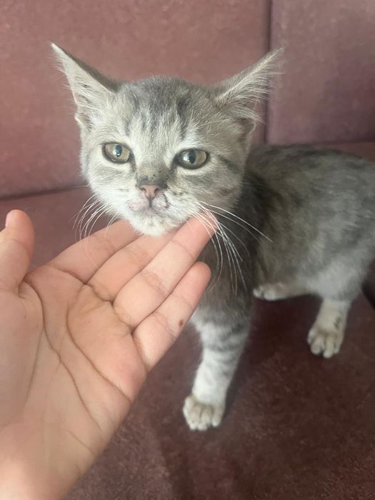 Отдам котенка девочка очень ласковая ручная