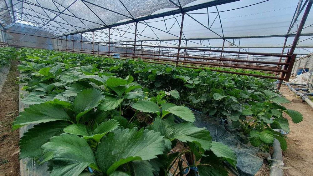 Участка сотилади + таёр тепитсаси бор