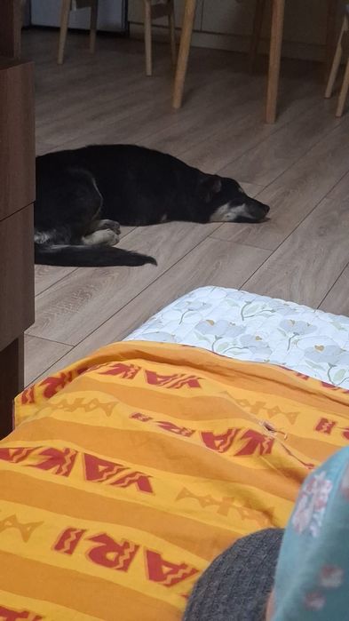 Собака в добрые руки