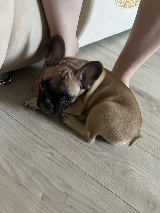 Французский бульдог