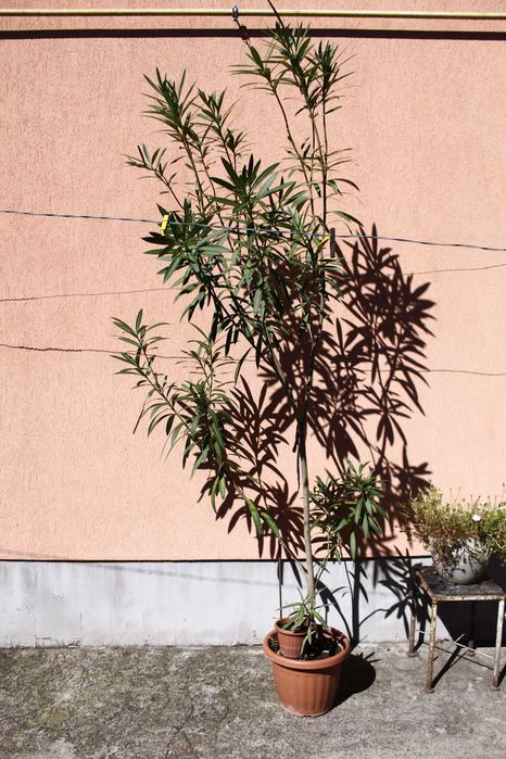 Leandru mare în ghiveci – Nerium oleander