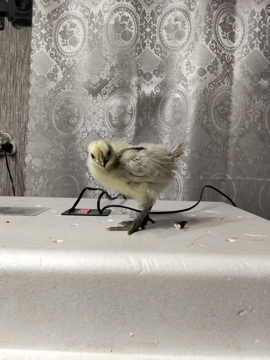 Инкубационное яйцо