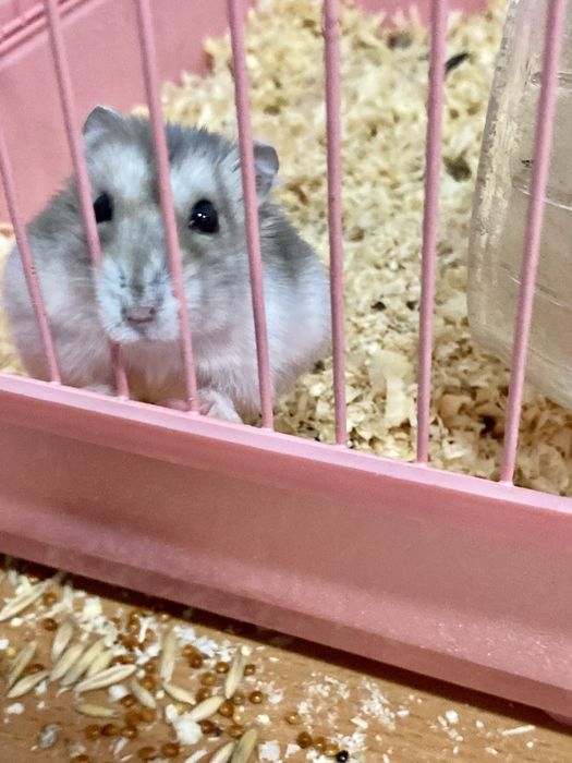 Продам хомяков - активные, ручные