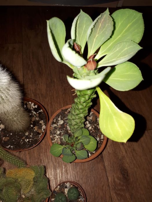 Монадениум Суккуленты  Комнатные цветы