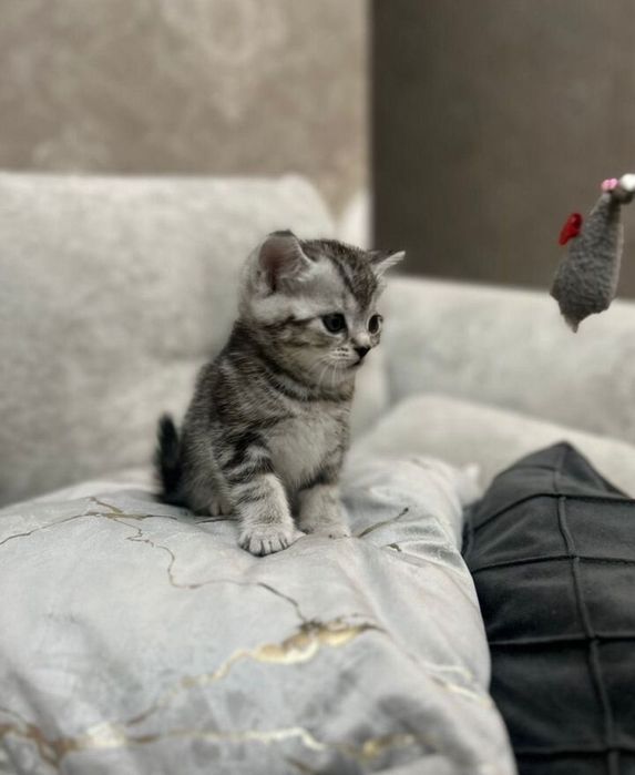 Продам шотландских котят