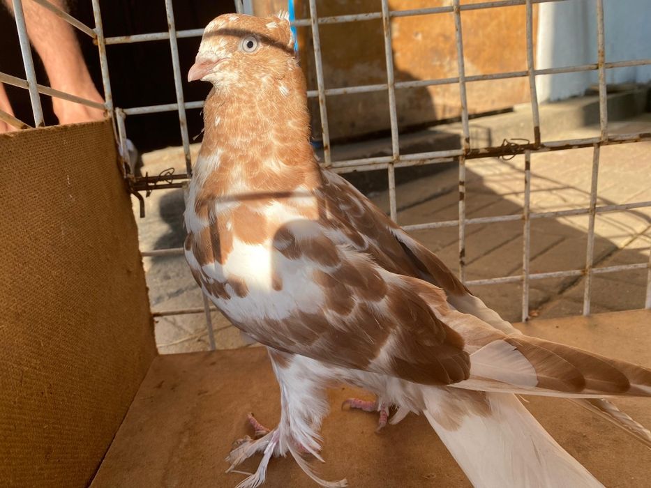 Продам голубей бойных