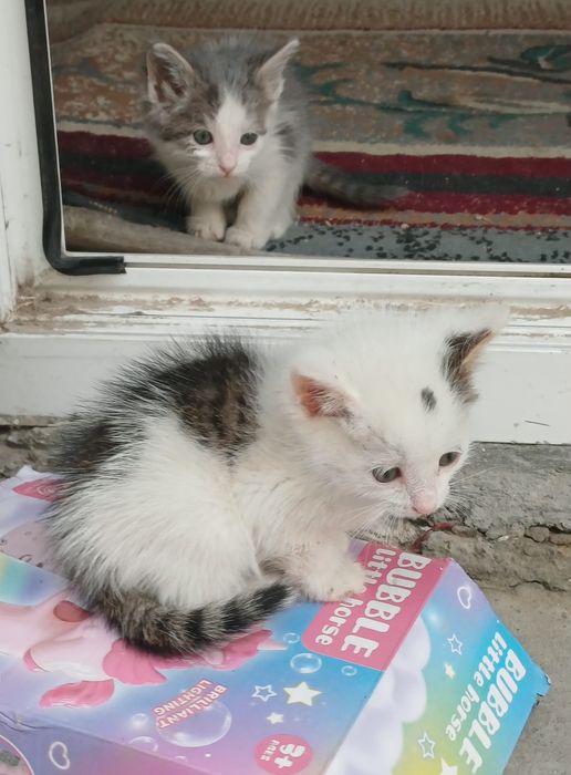 Отдам котят в добрые руки бесплатно