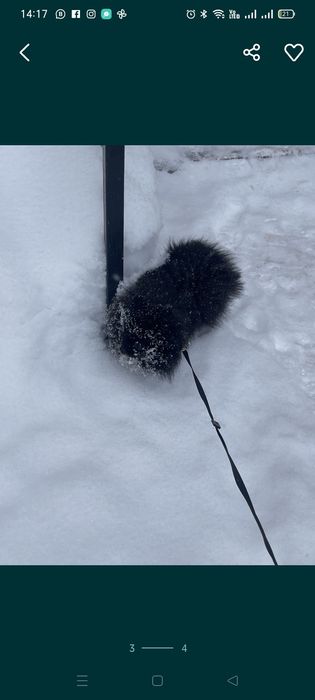 Ищем невесту для шпица