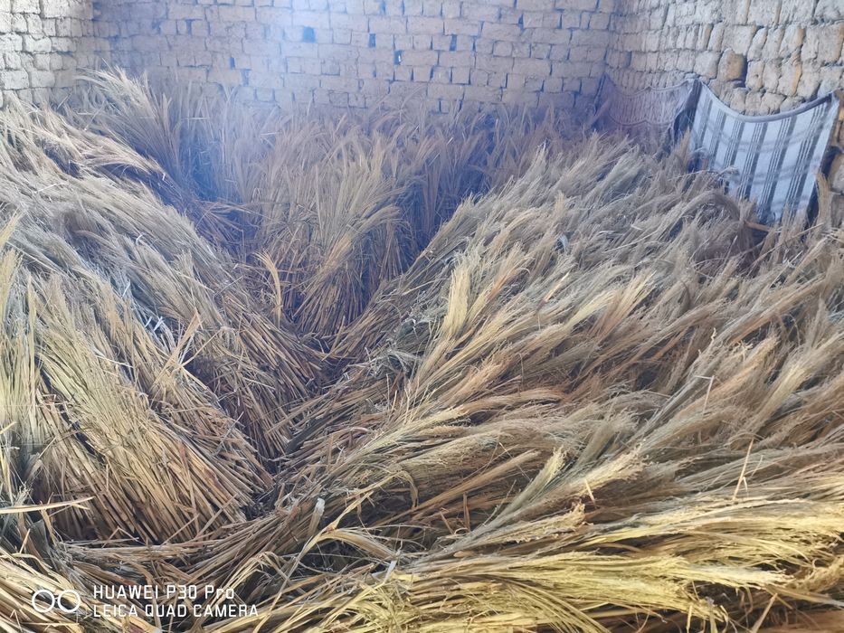 Продавам метлен клас - стара и нова реколта