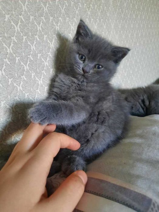 Британские котята